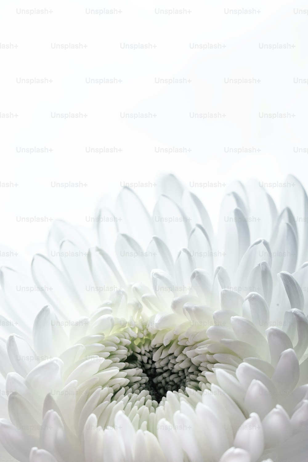 Gros plan d’une fleur blanche sur fond blanc