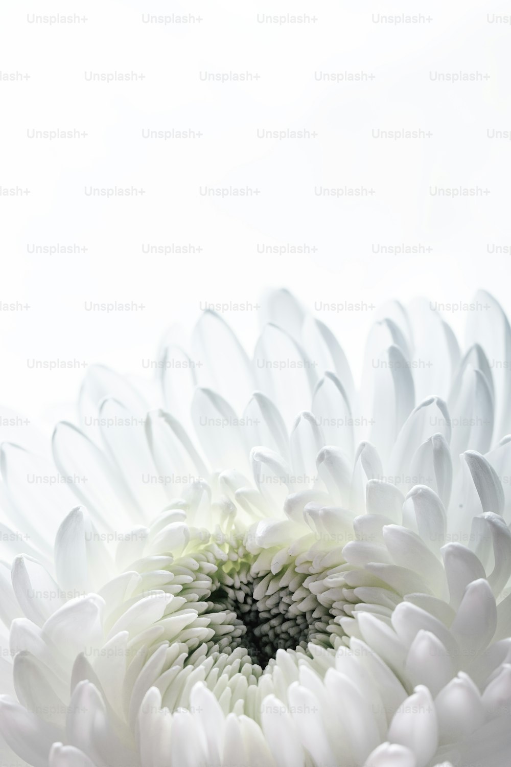 a close up of a white flower on a white background