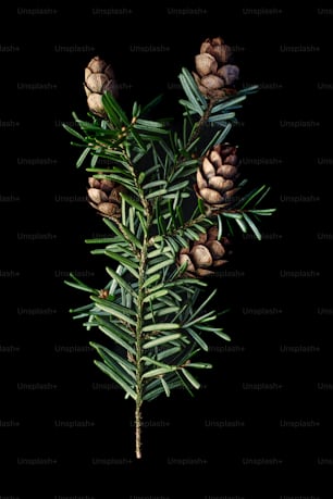a branch of a pine tree with cones on it