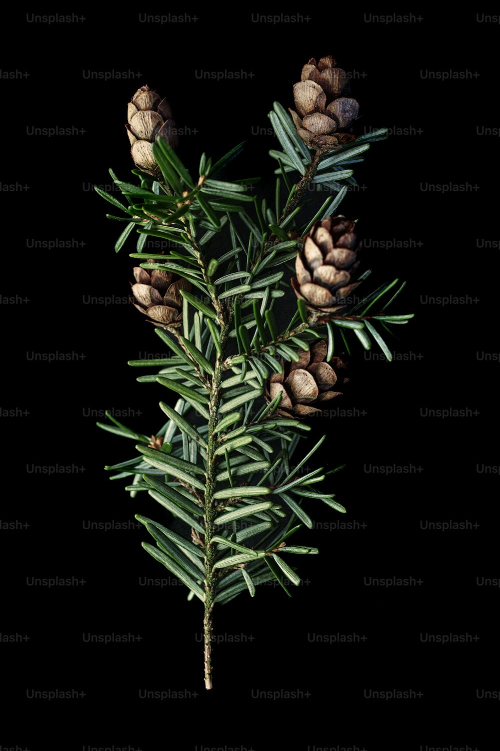 a branch of a pine tree with cones on it