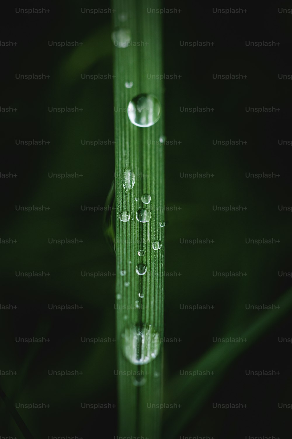 a close up of water droplets on a blade of grass