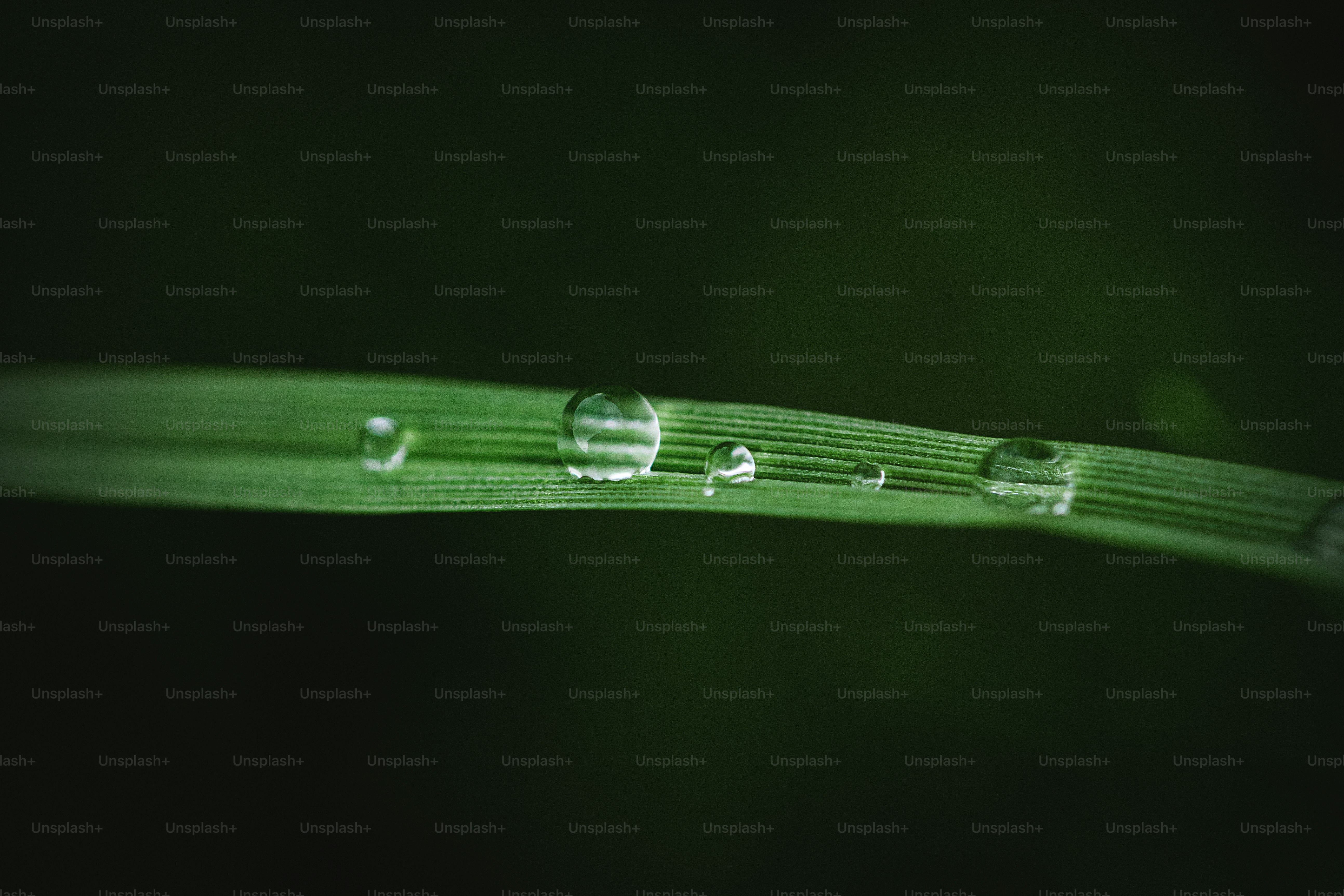 ein grünes Blatt mit Wassertropfen darauf