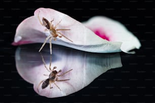 a spider sitting on top of a pink flower