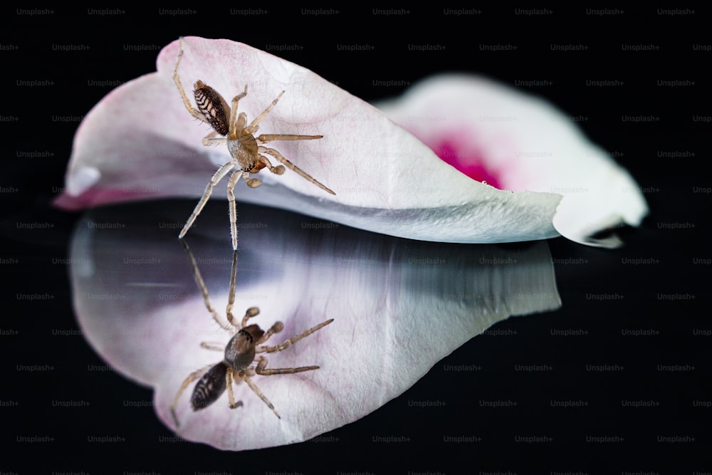 a spider sitting on top of a pink flower