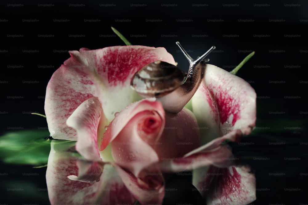 a snail sitting on top of a pink flower