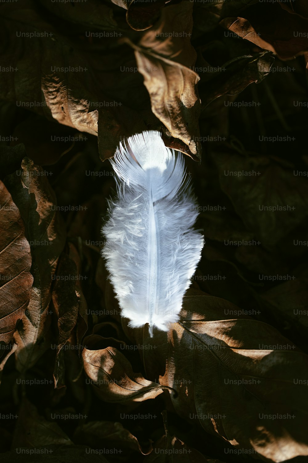 a white feather sitting on top of a leaf covered ground