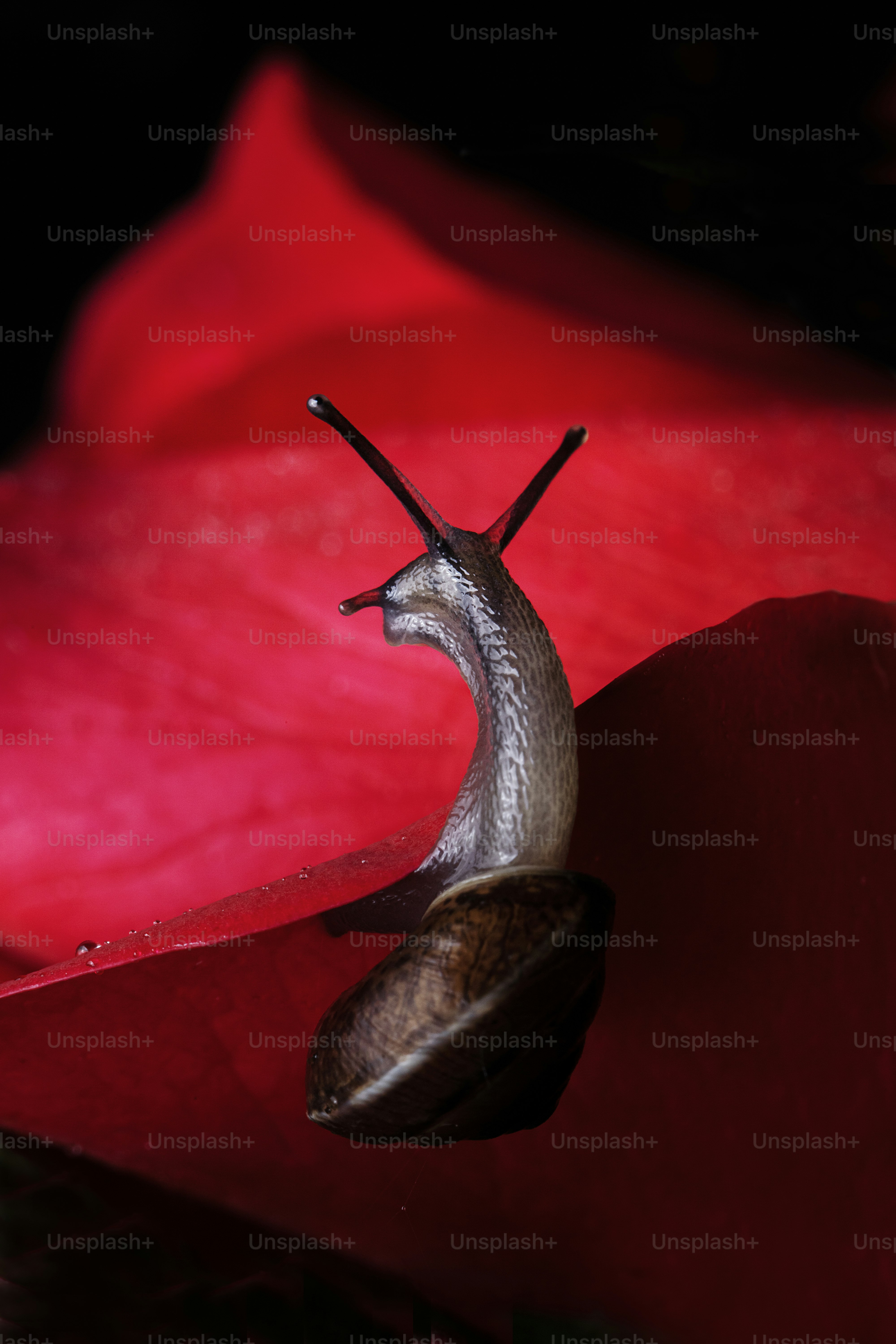 a snail crawling on a red flower in the dark