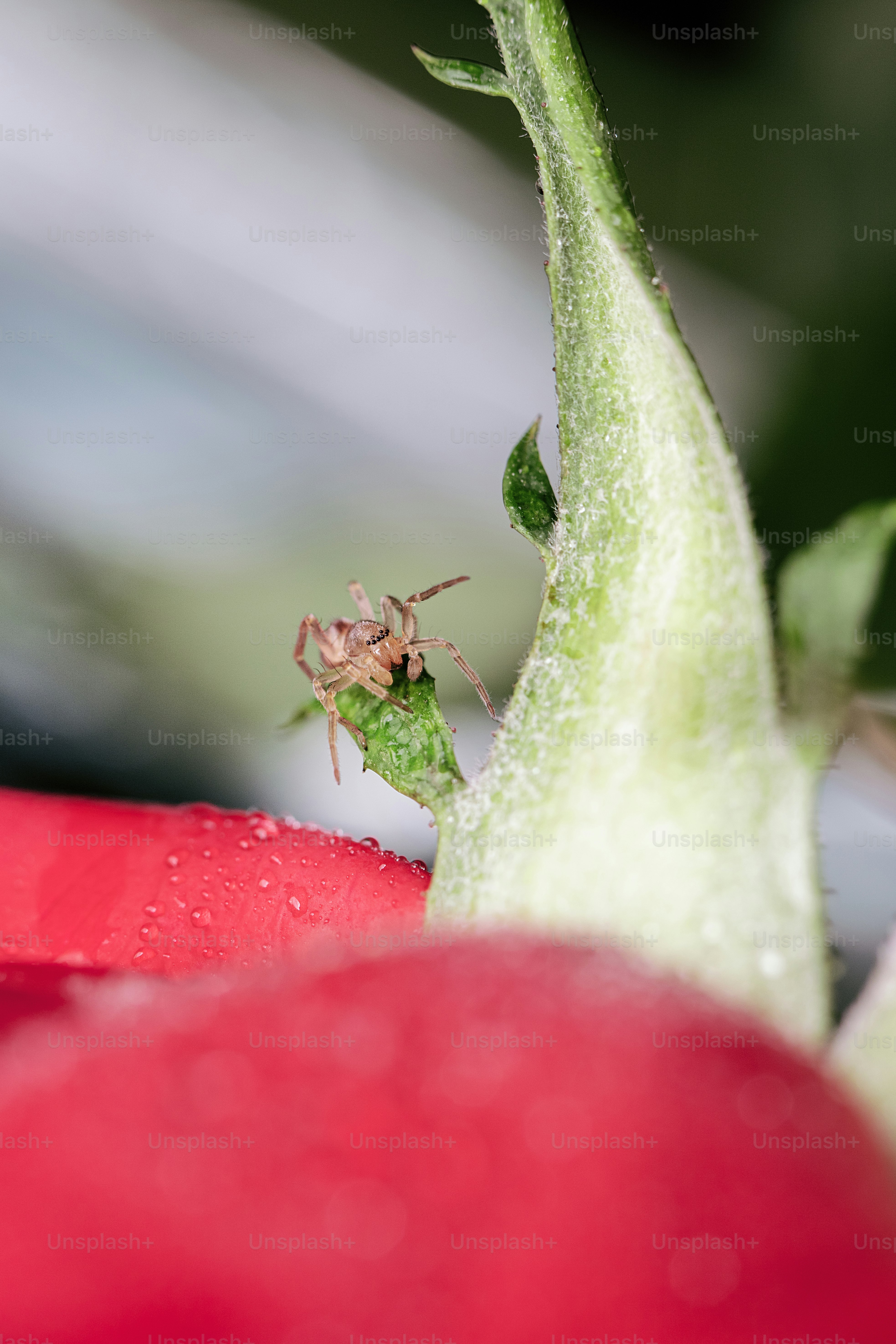 a close up of a bug on a flower
