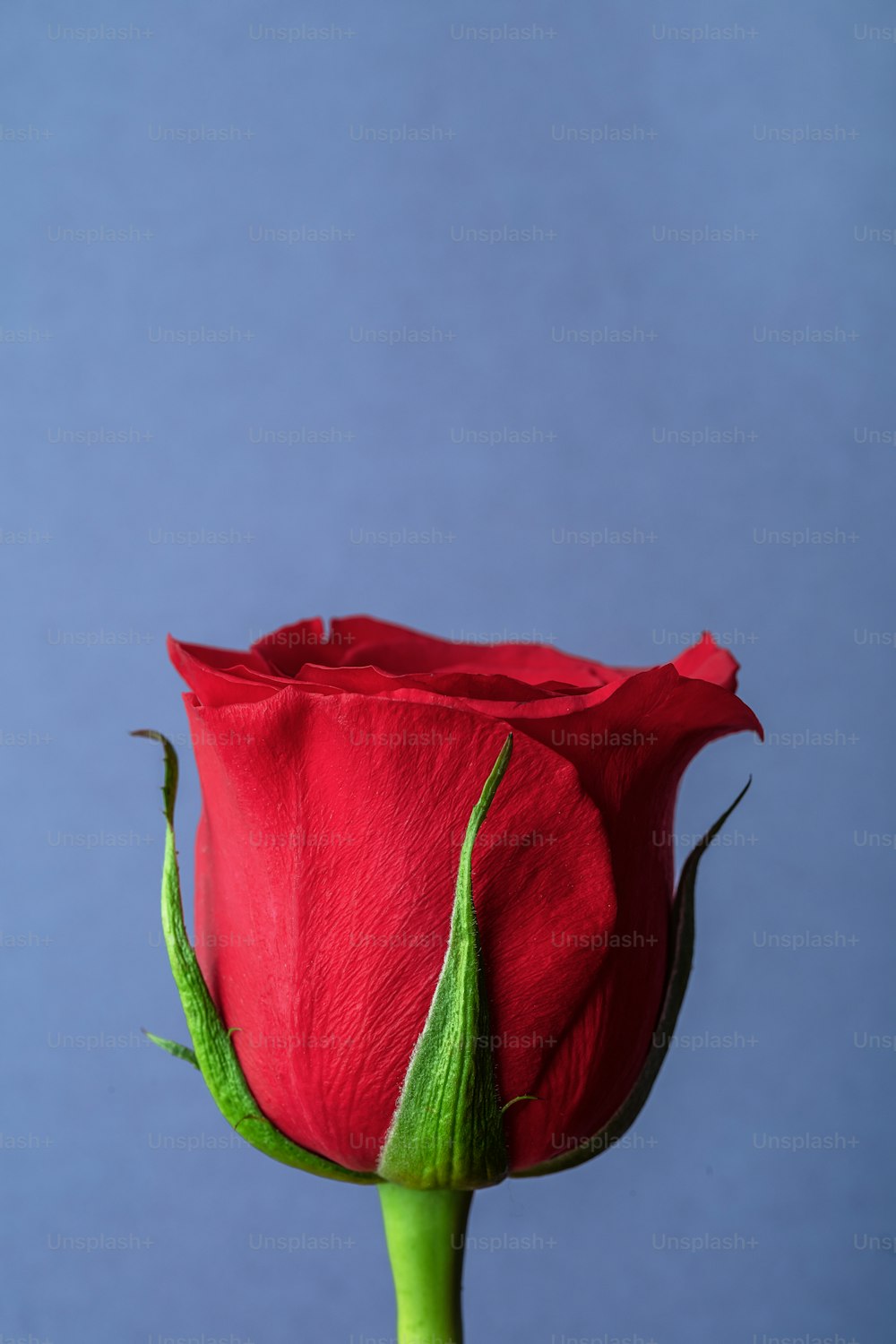 eine einzelne rote Rose mit grünem Stiel