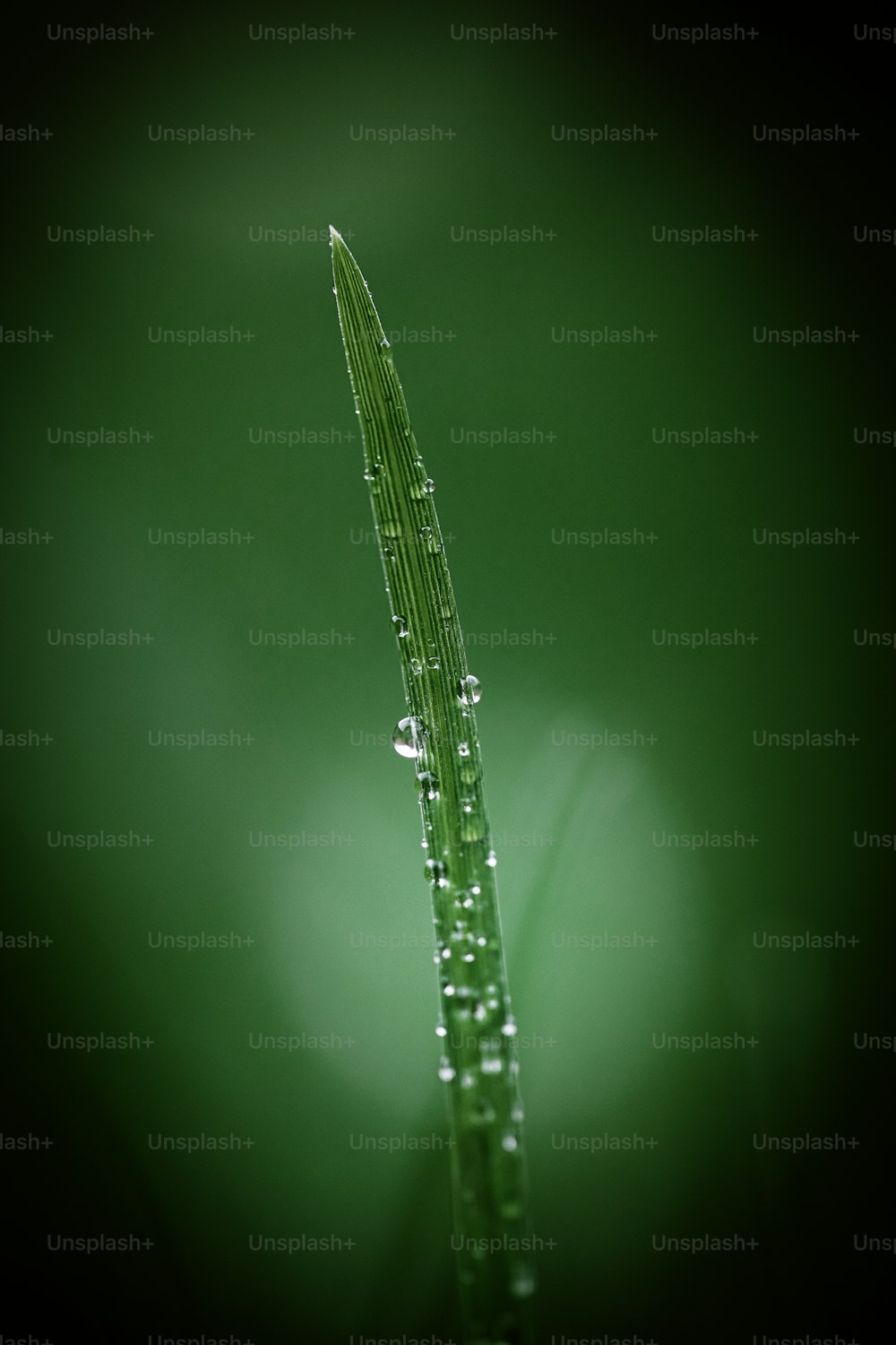 una planta verde con gotas de agua