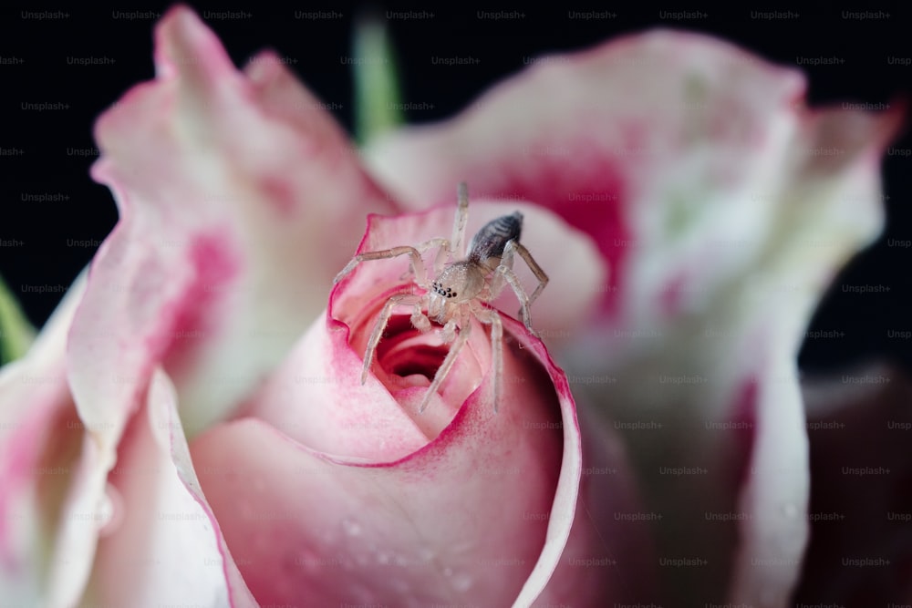 Una araña sentada encima de una flor rosa