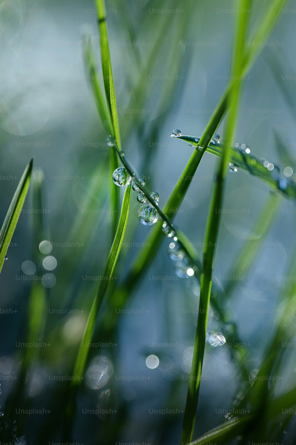 a close up of grass with drops of water on it