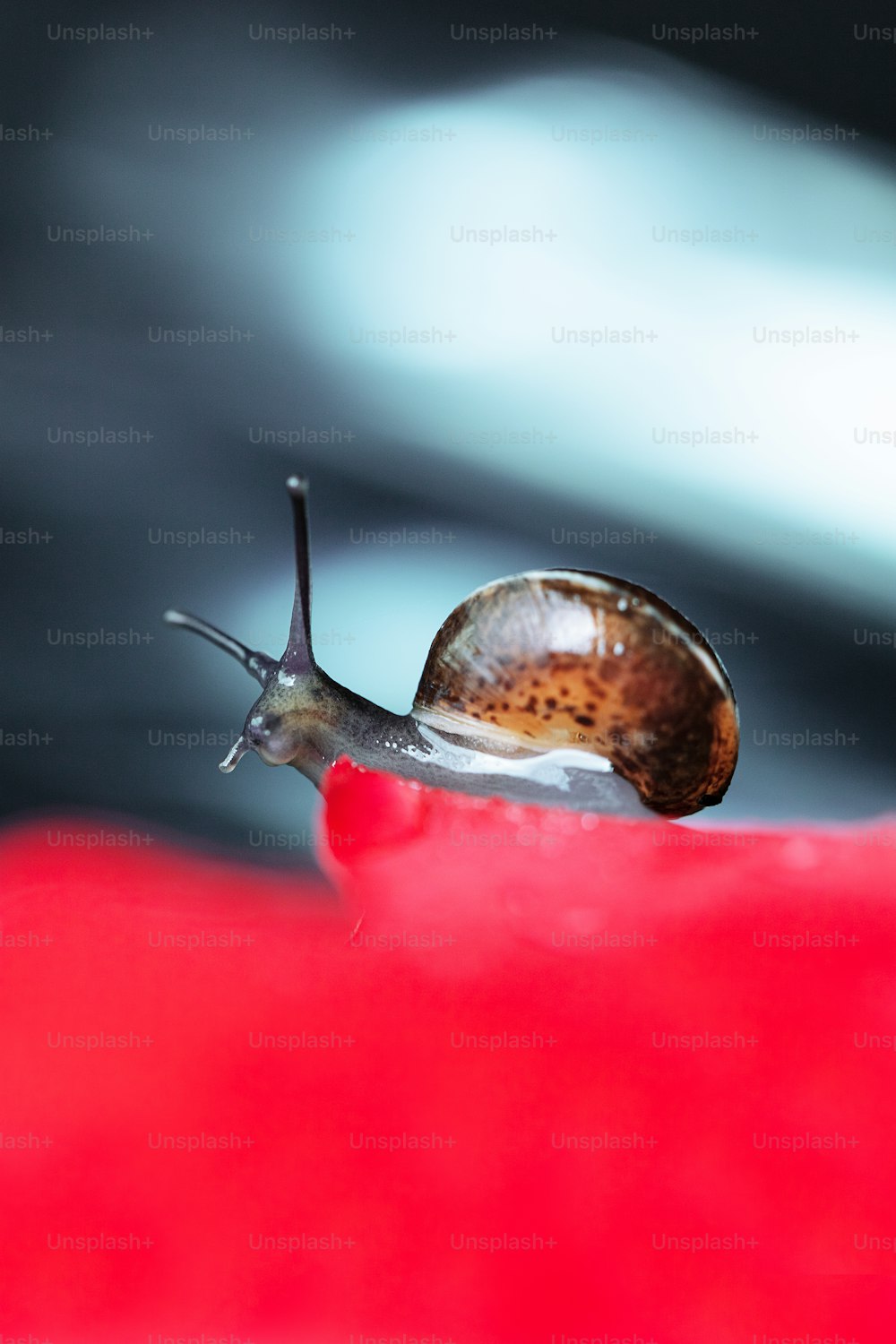un escargot rampe sur une surface rouge