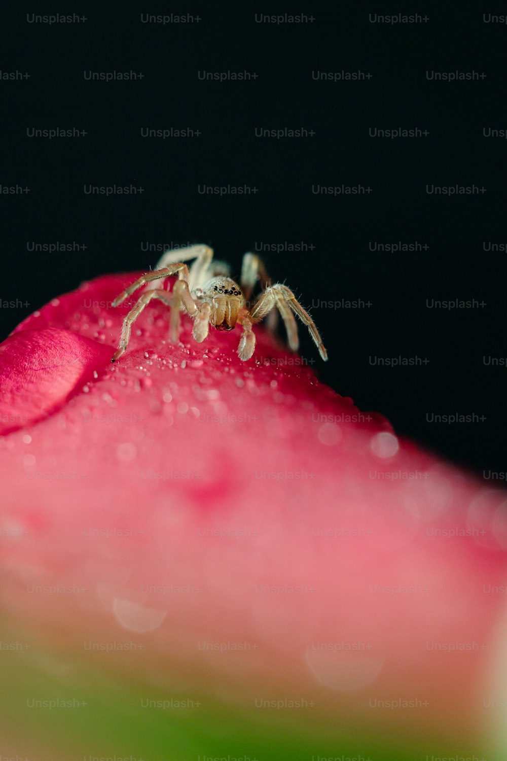 Une araignée assise au sommet d’une fleur rose