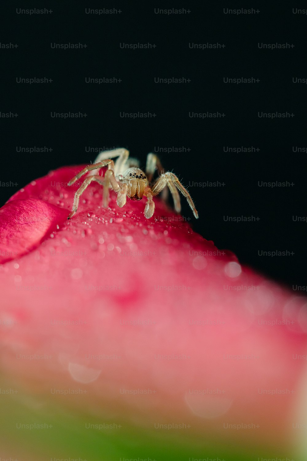 a spider sitting on top of a pink flower