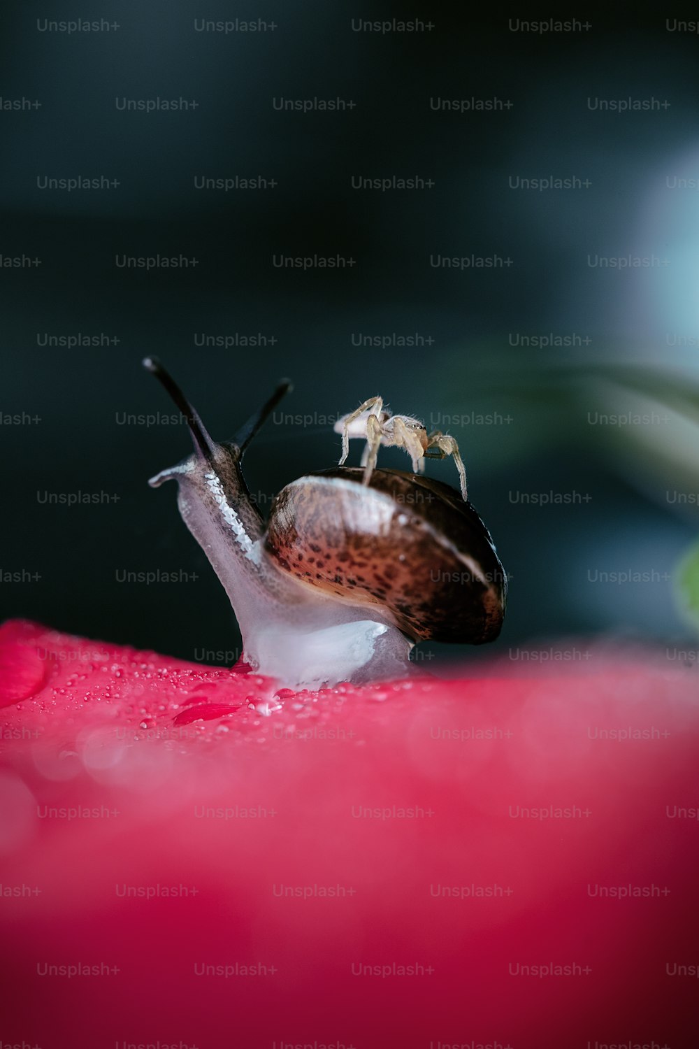a close up of a snail on a pink flower