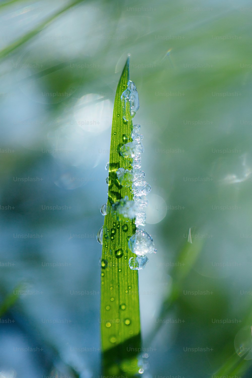 um close up de uma planta verde com gotículas de água