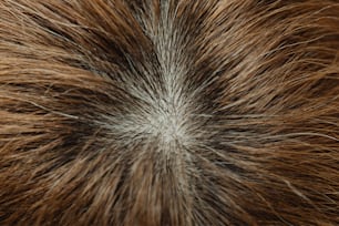 un primer plano de un cabello castaño y blanco