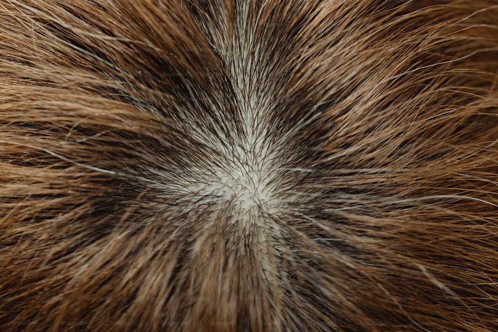um close up de um cabelo castanho e branco