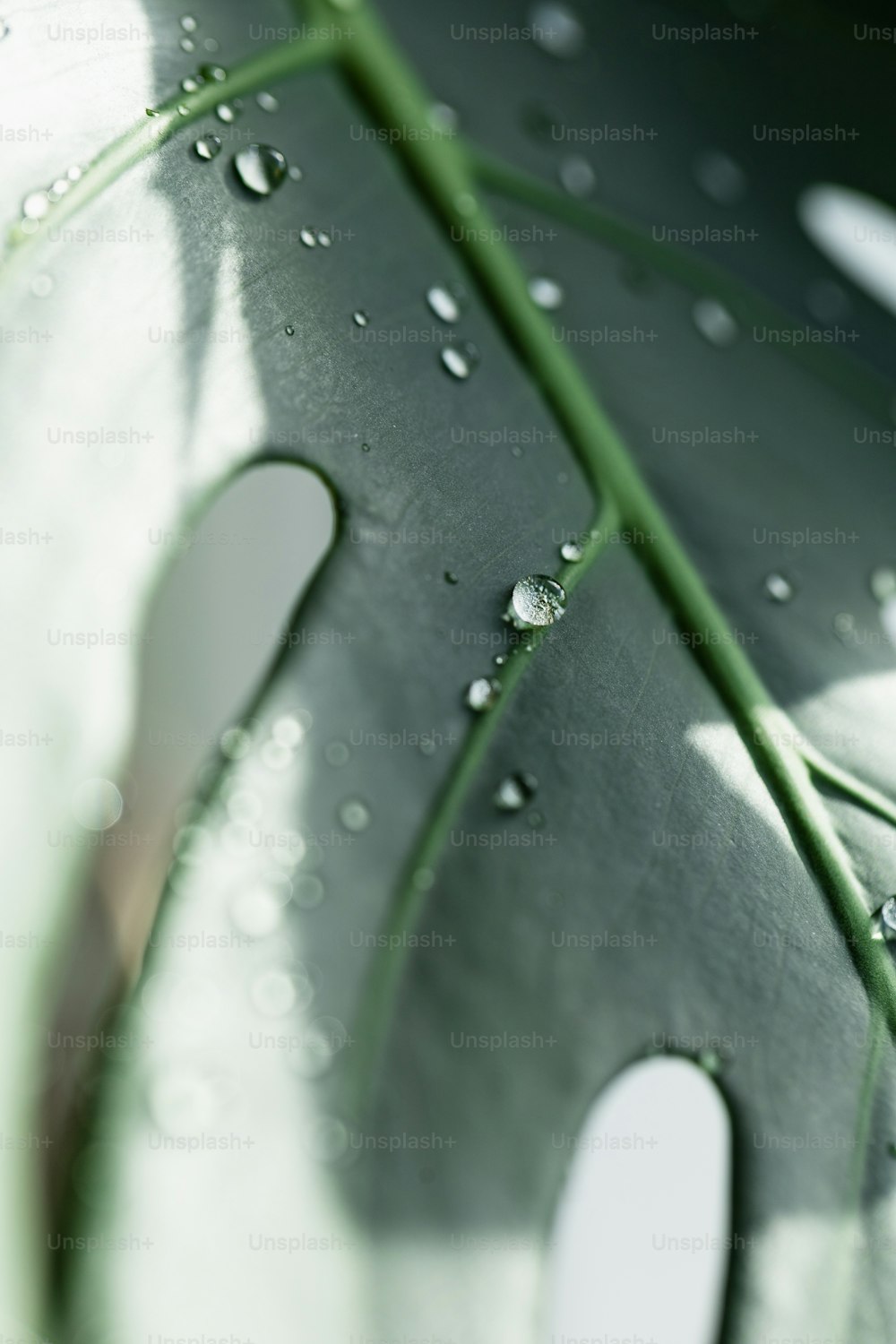 a green leaf with drops of water on it