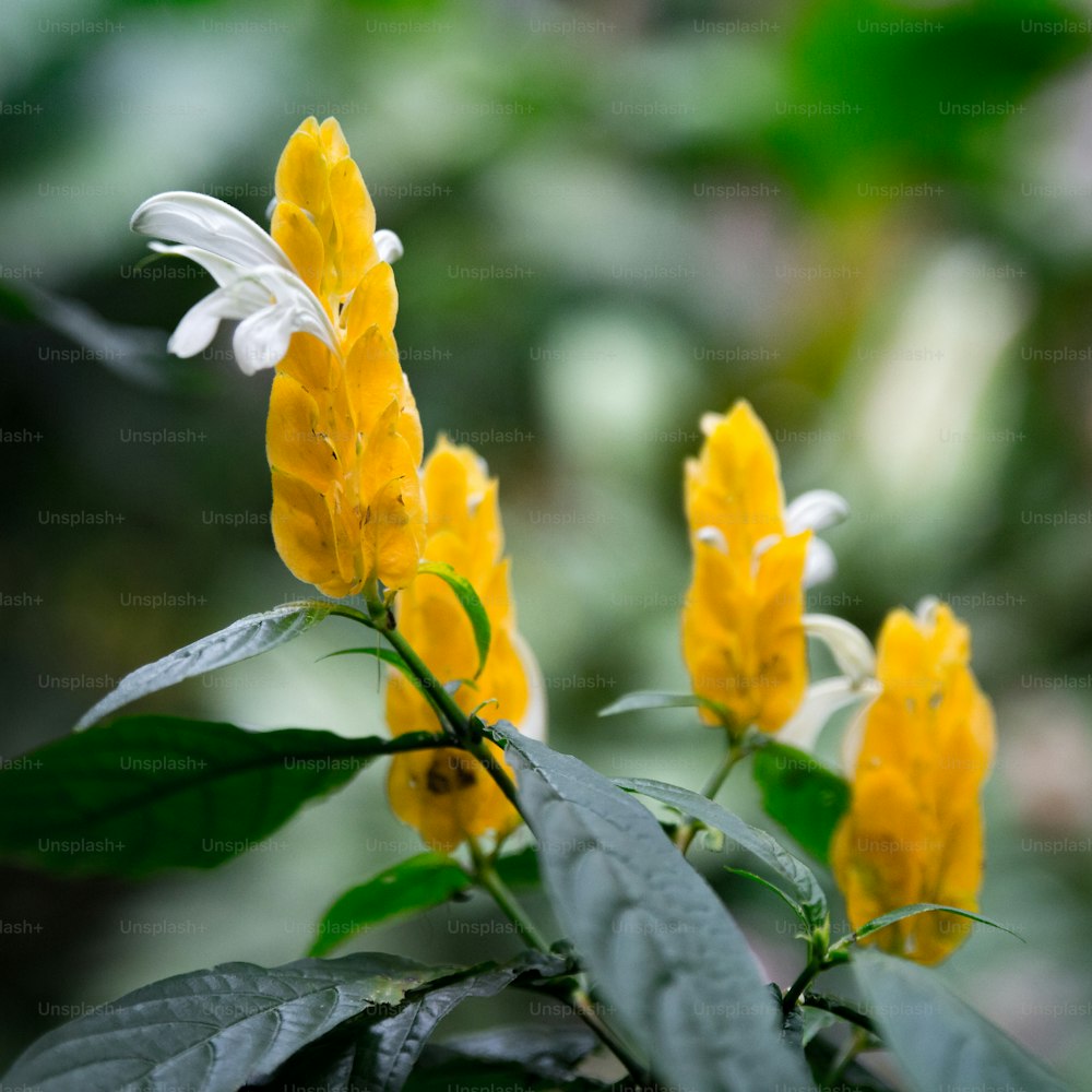 um close up de uma flor amarela e branca