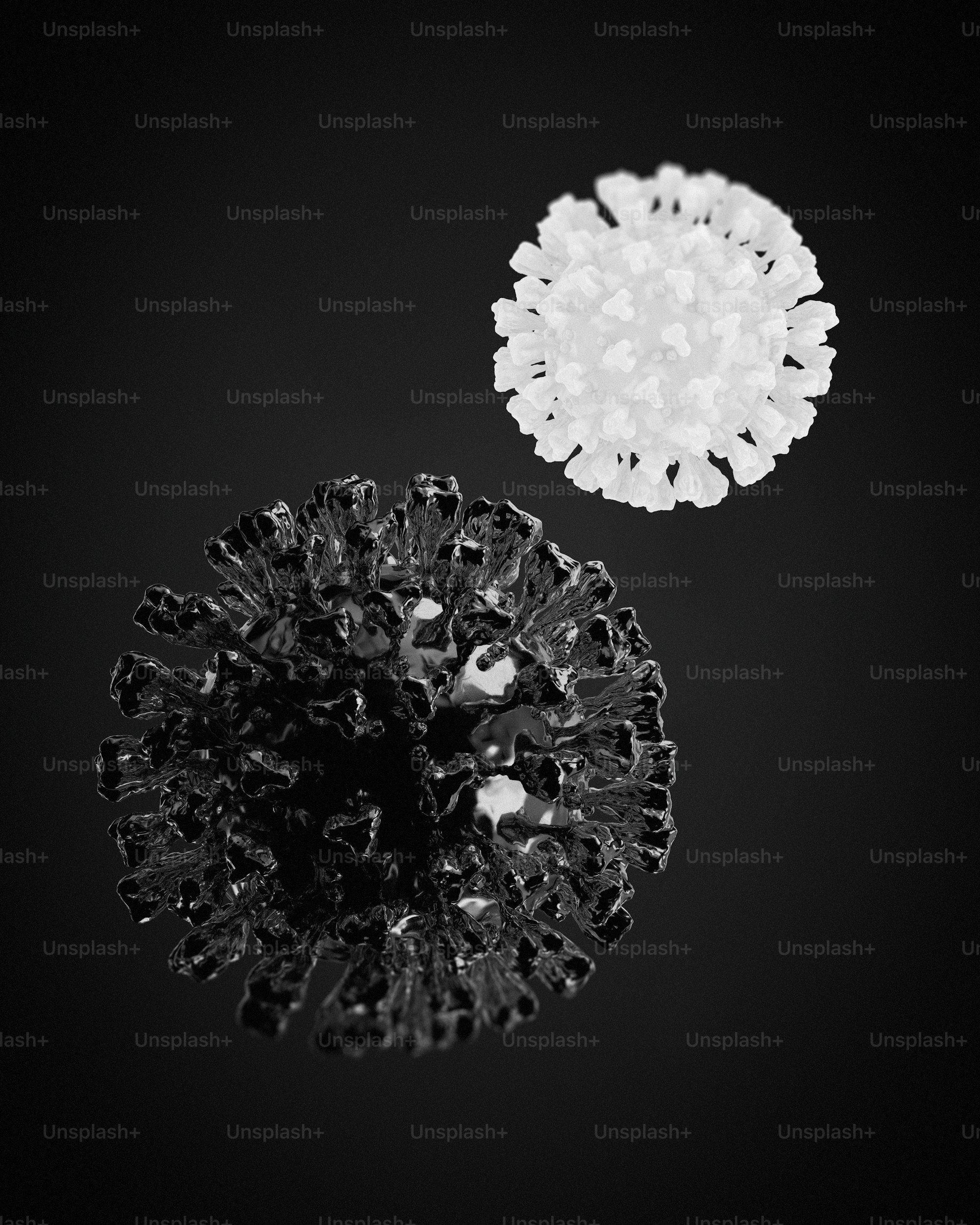 a black and white photo of two flowers