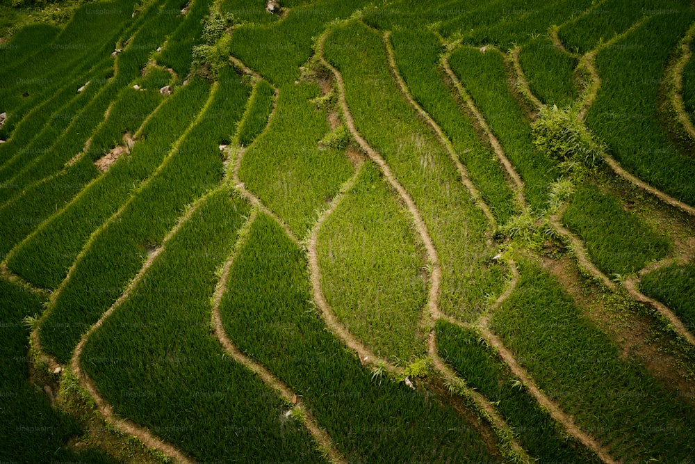 uma vista aérea de um campo de arroz verde