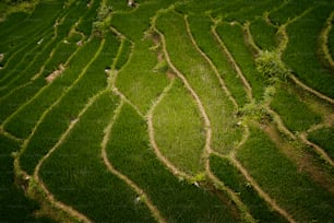 an aerial view of a green rice field