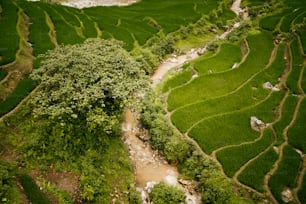 uma vista aérea de um exuberante campo de arroz verde