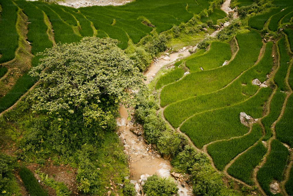 an aerial view of a lush green rice field