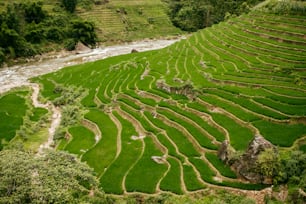 un campo de arroz con un río que lo atraviesa