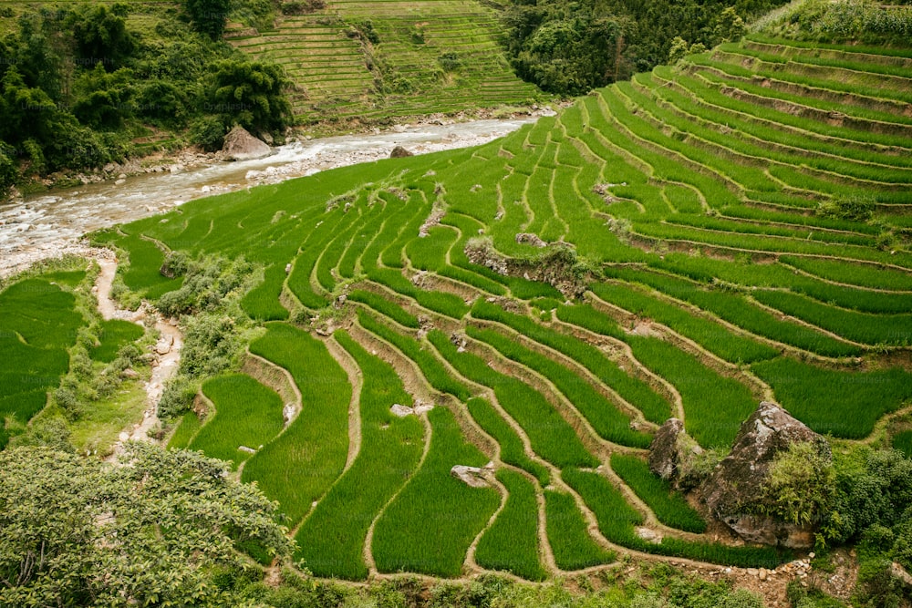 um campo de arroz com um rio que o atravessa