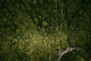 a river running through a lush green forest