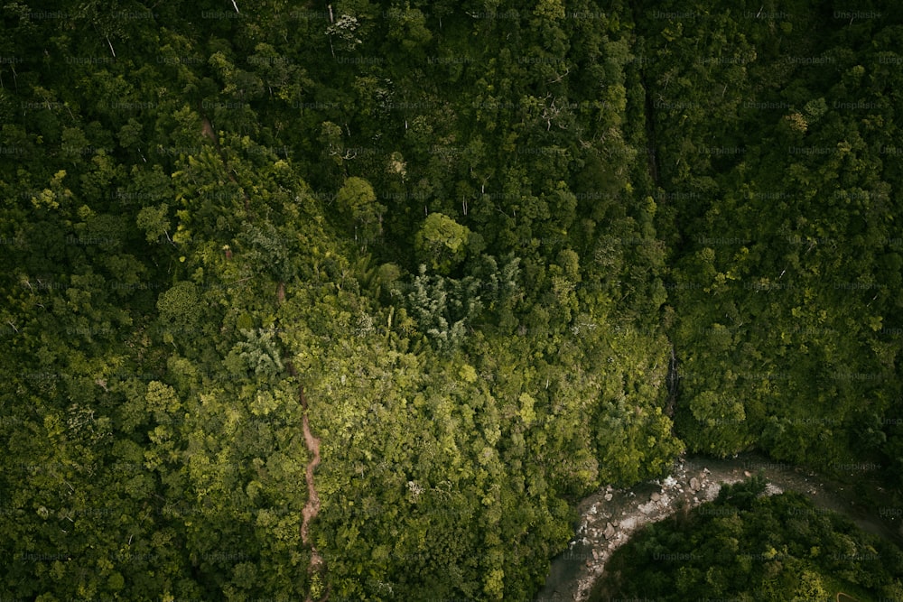 um rio que atravessa uma floresta verde exuberante