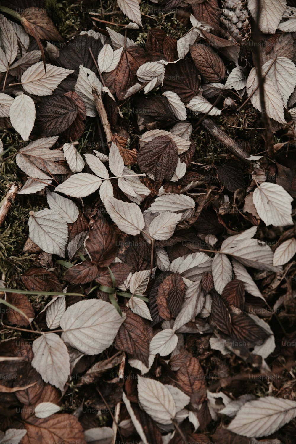 地面に横たわっている葉の束
