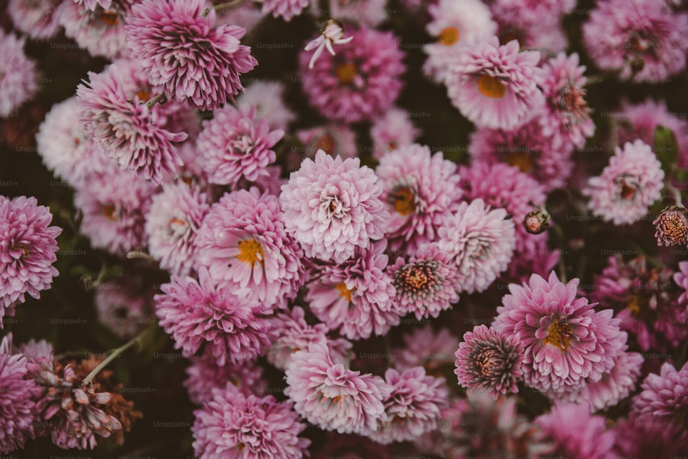 a bunch of pink flowers that are blooming