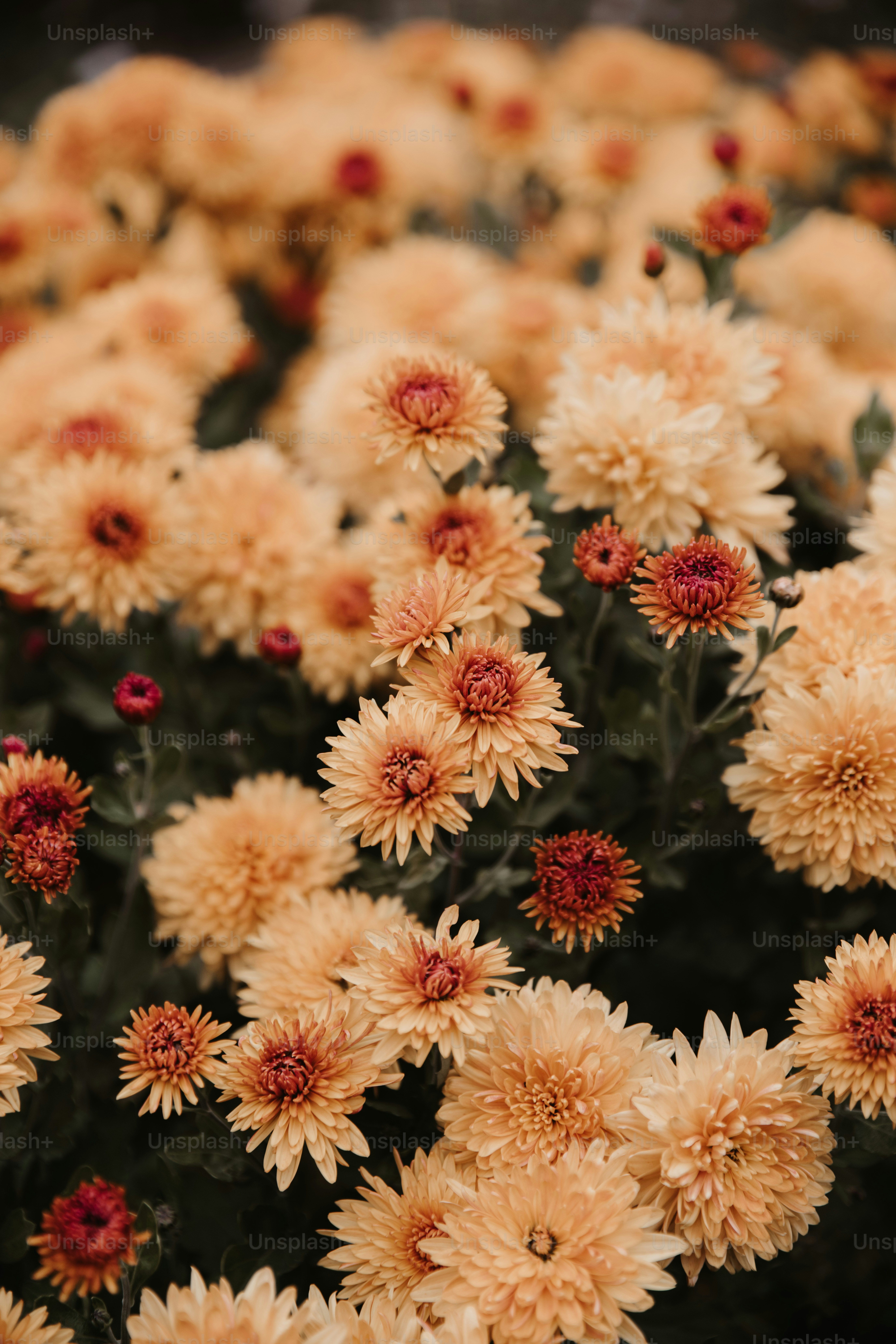 a close up of a bunch of flowers