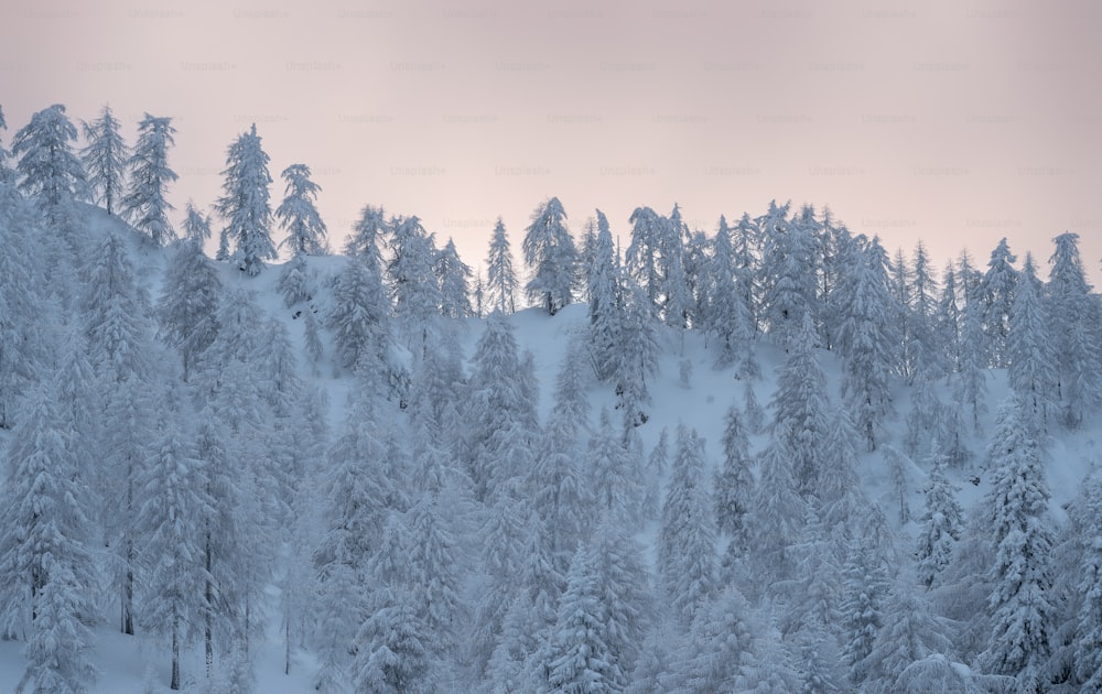 Una montaña cubierta de nieve cubierta de muchos árboles