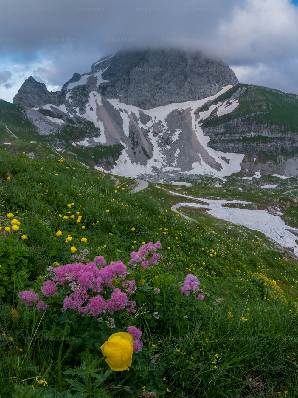 un champ de fleurs avec une montagne en arrière-plan