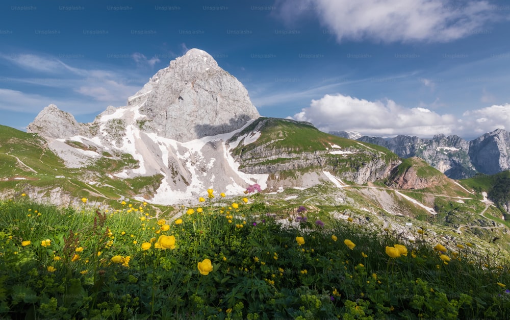 a view of a mountain with yellow flowers in the foreground