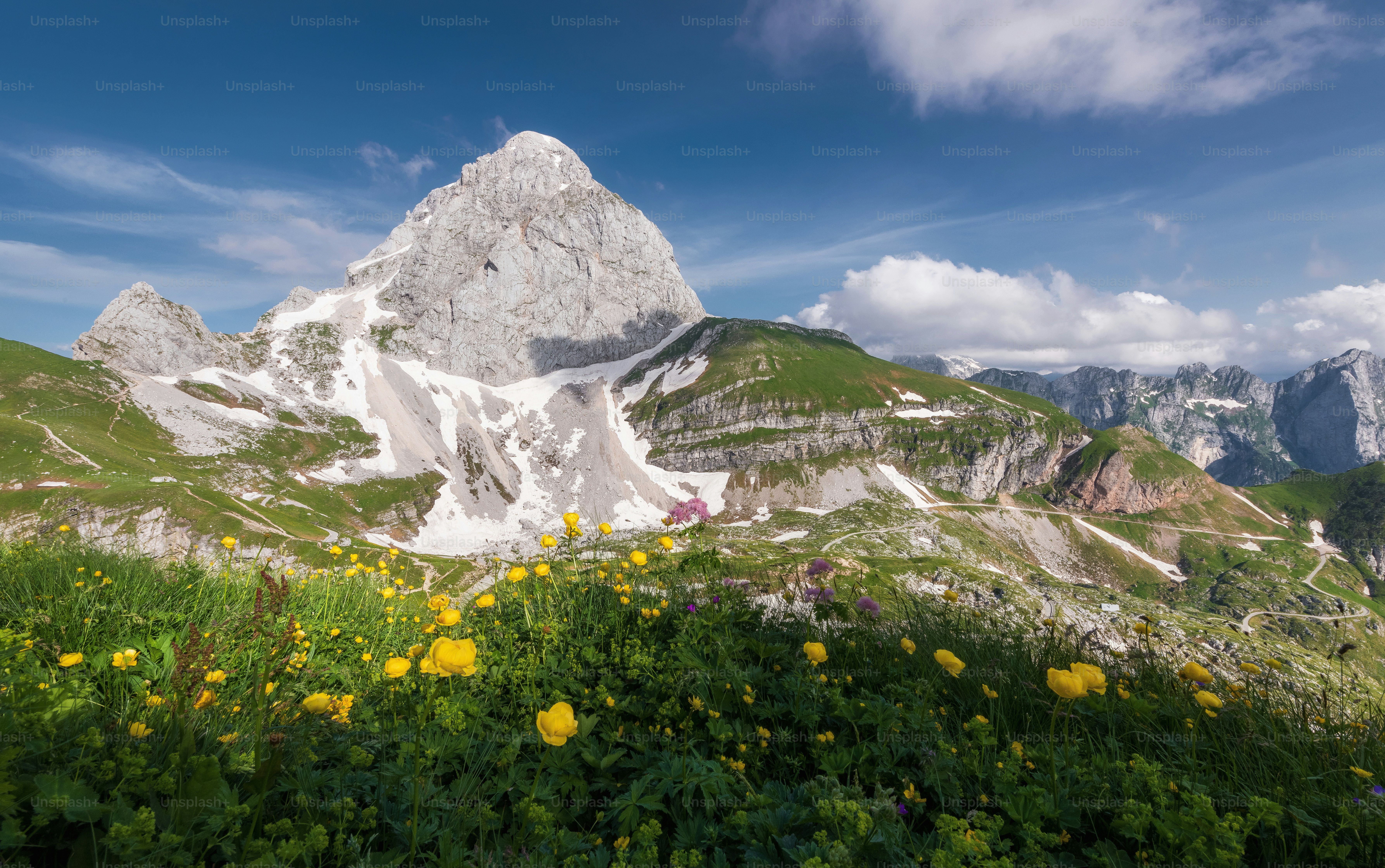 Flowers in the mountains.