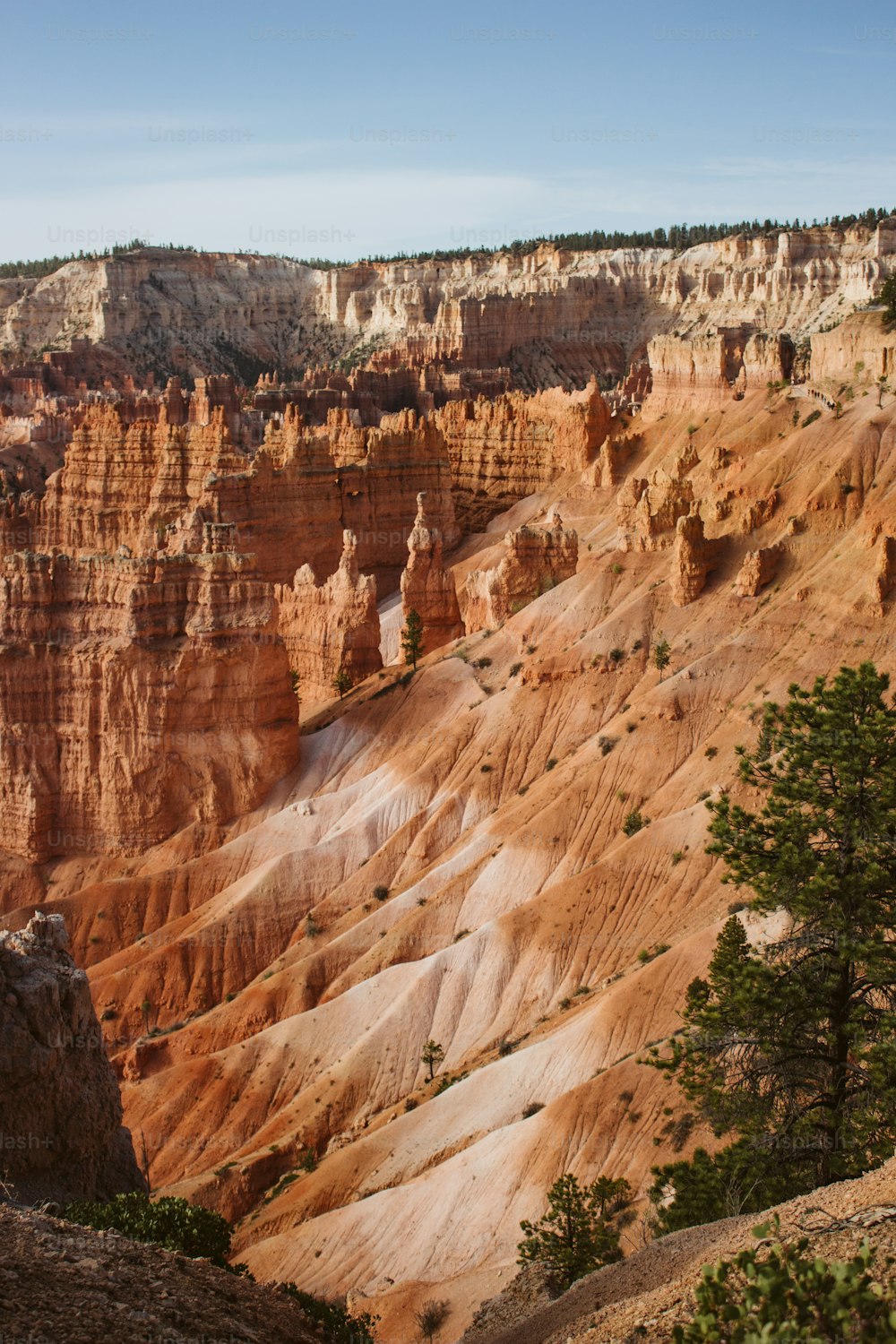 une vue panoramique d’un canyon avec des arbres au premier plan