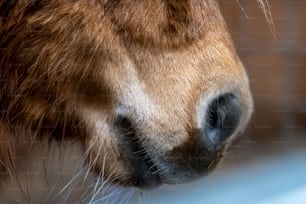 un gros plan du visage d’un cheval avec un arrière-plan flou