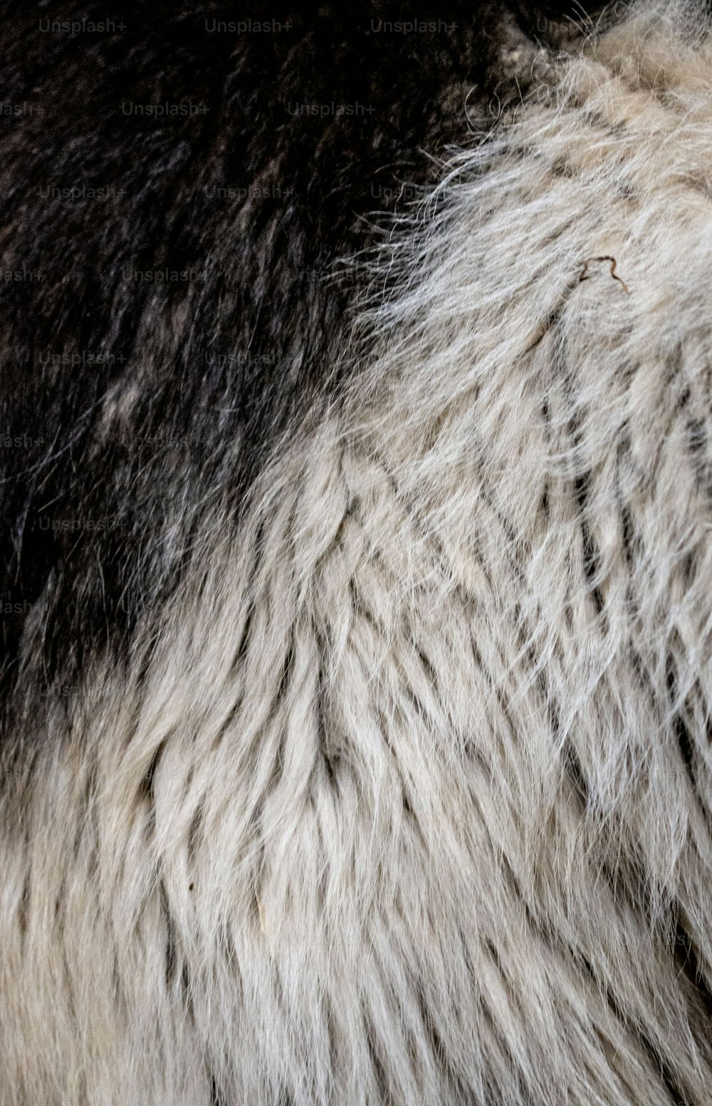 a close up of a black and white animal's fur