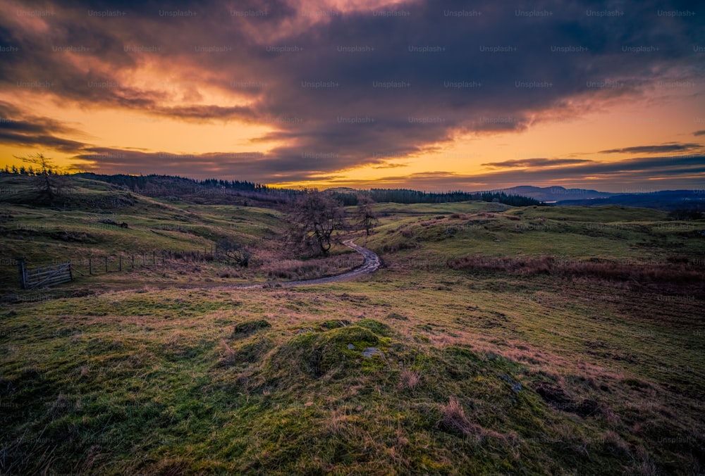 a grassy field with a tree in the distance