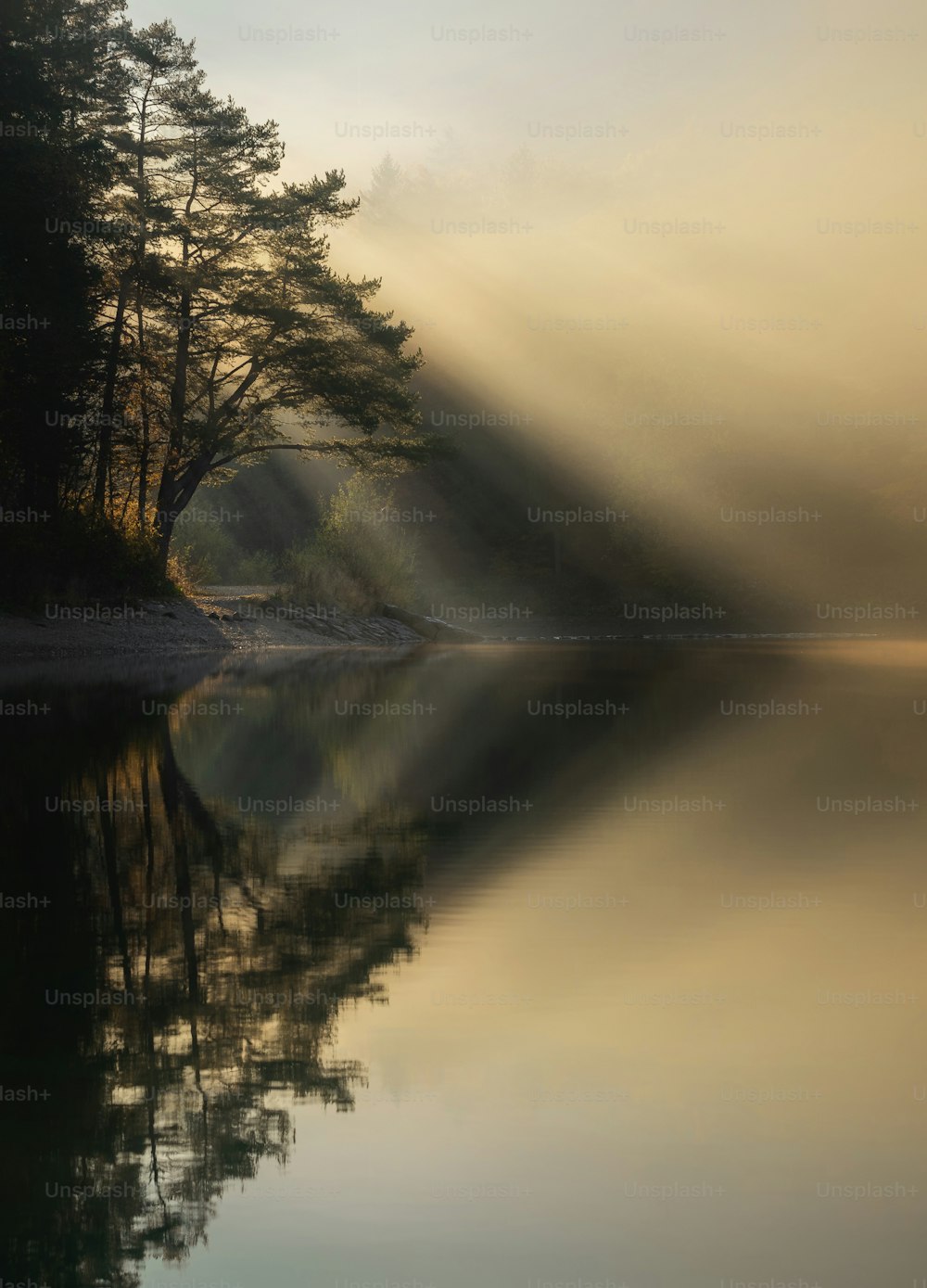 a body of water surrounded by trees and fog