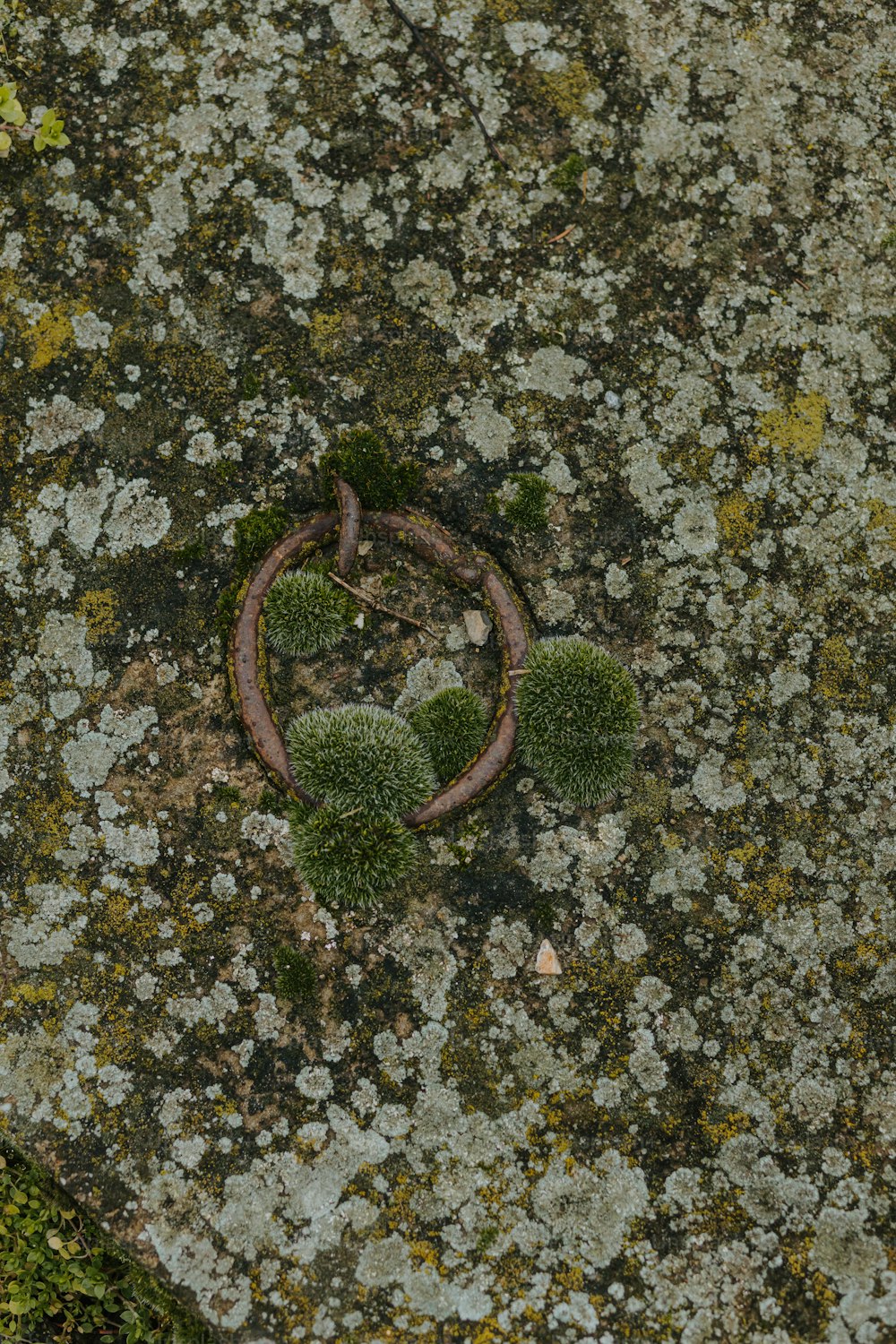 a piece of metal sitting on top of a moss covered rock
