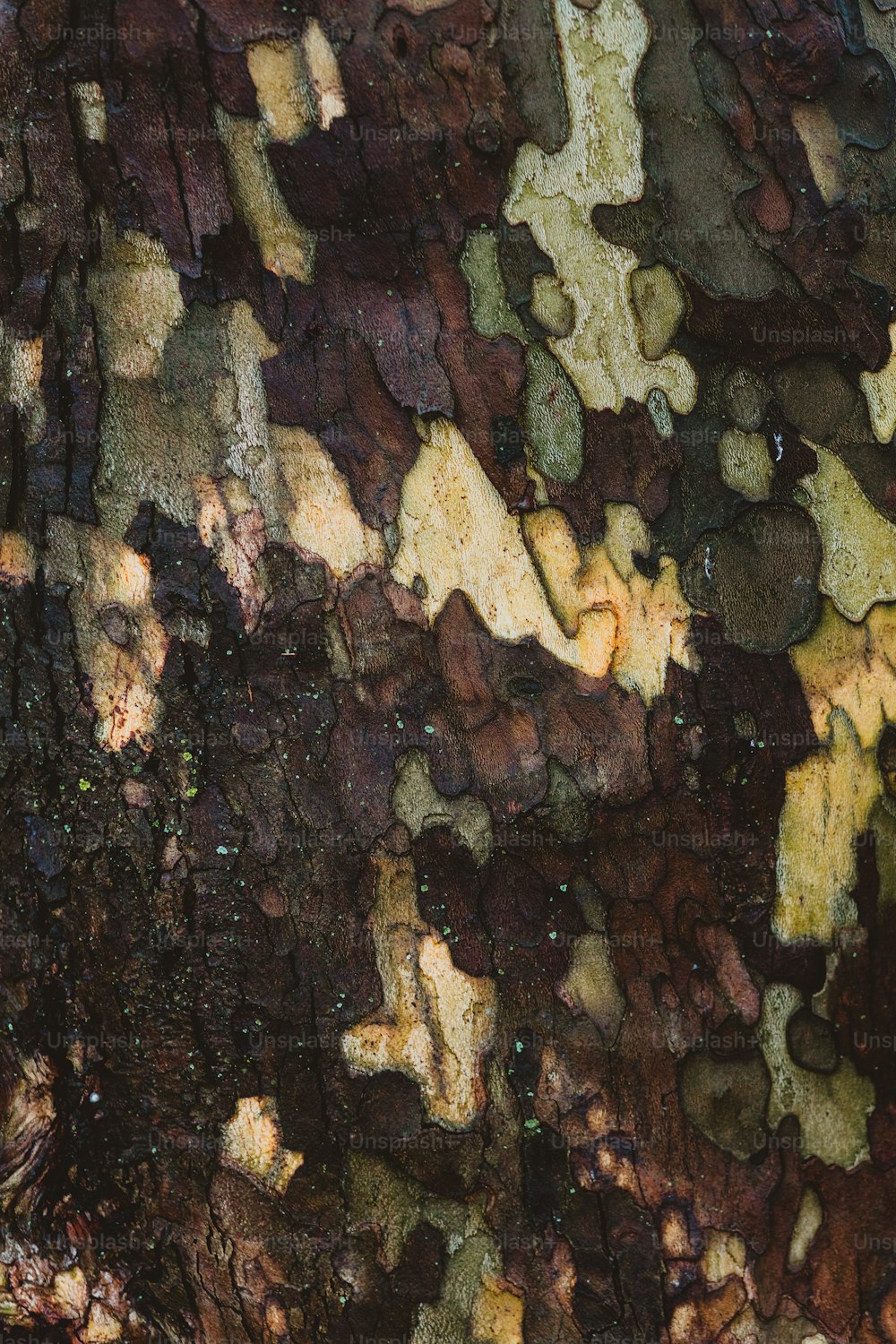 a close up of a tree bark with yellow and brown colors