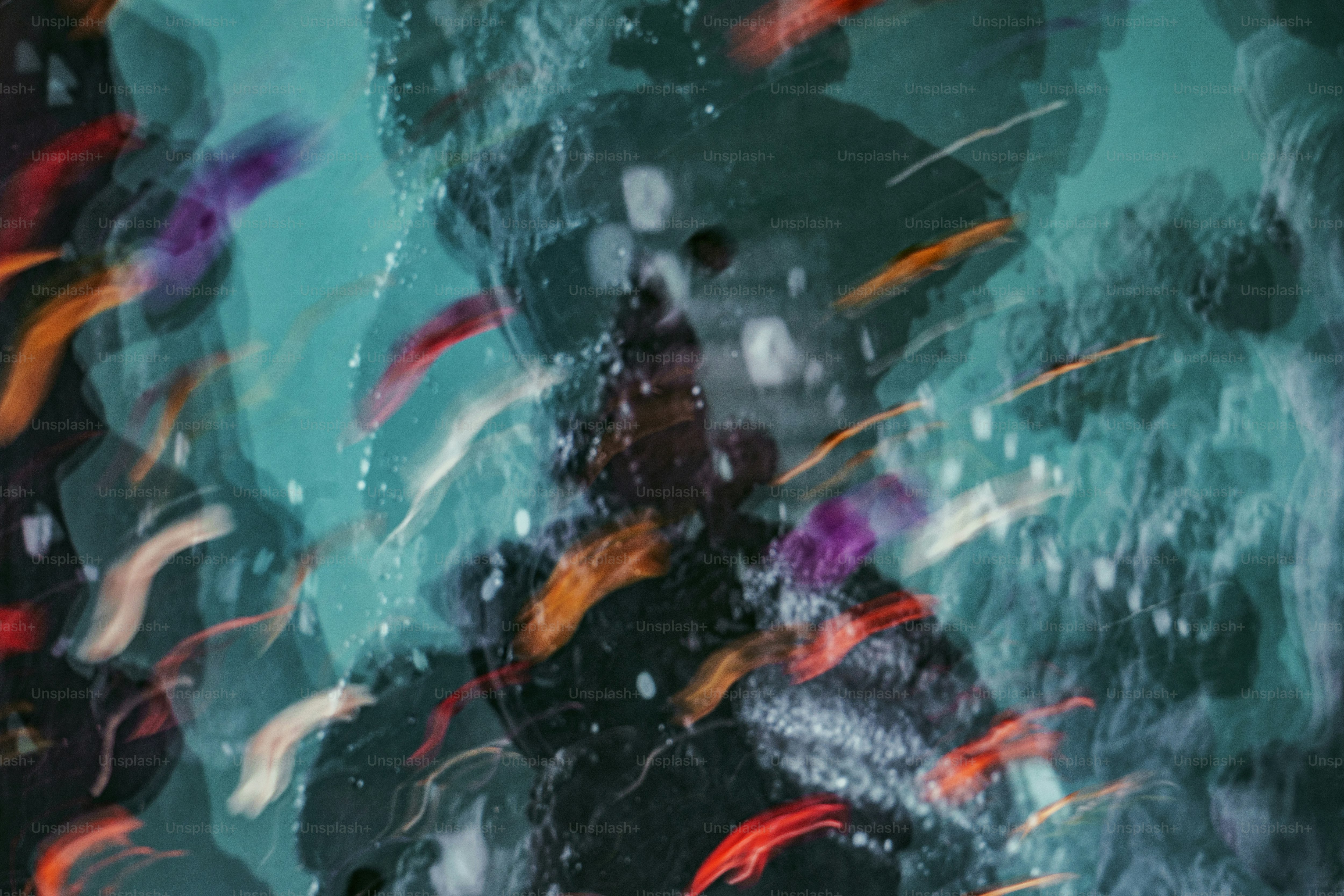 a group of fish swimming in a body of water