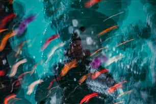 Un grupo de peces nadando en un cuerpo de agua